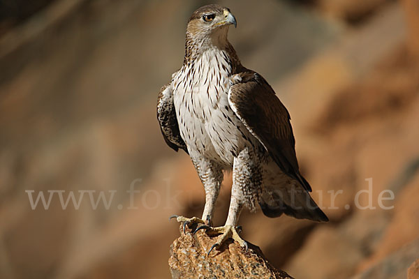 Habichtsadler (Aquila fasciata)