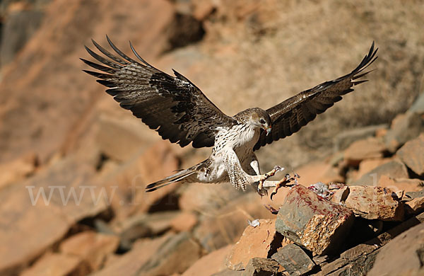 Habichtsadler (Aquila fasciata)