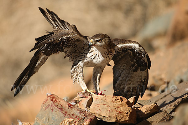 Habichtsadler (Aquila fasciata)