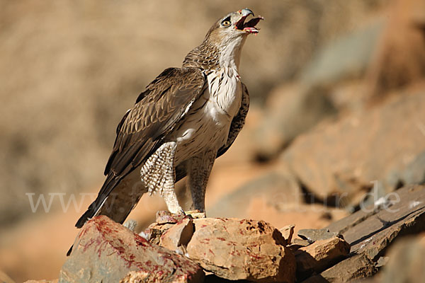 Habichtsadler (Aquila fasciata)