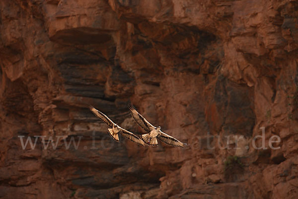 Habichtsadler (Aquila fasciata)