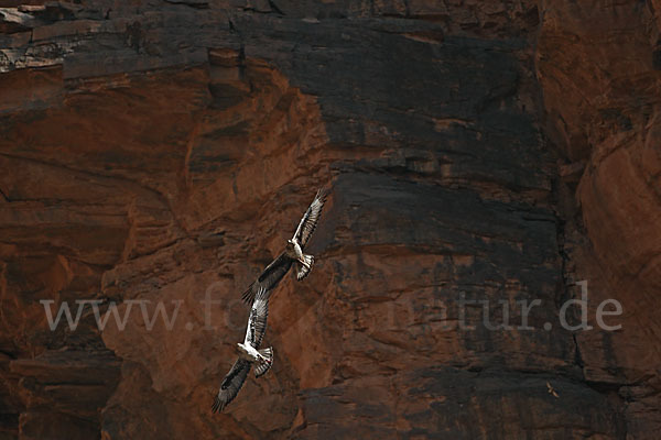 Habichtsadler (Aquila fasciata)