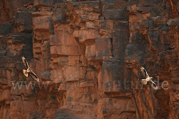 Habichtsadler (Aquila fasciata)