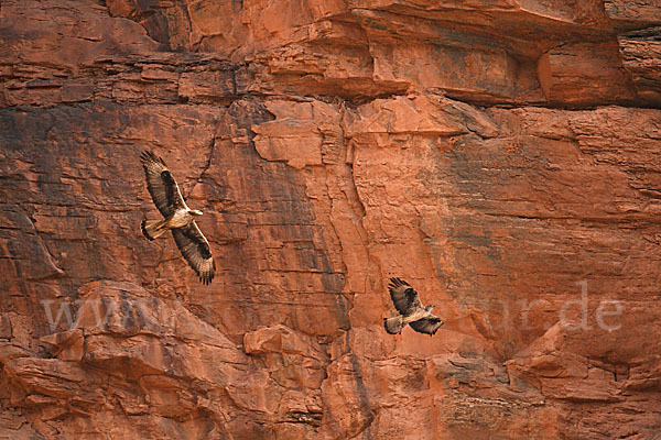 Habichtsadler (Aquila fasciata)