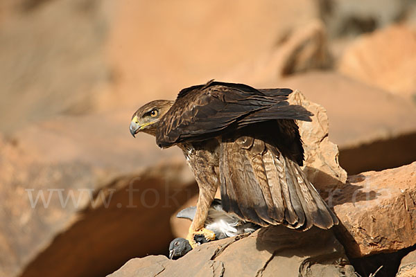 Habichtsadler (Aquila fasciata)