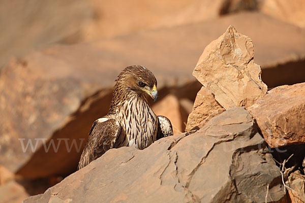 Habichtsadler (Aquila fasciata)