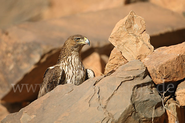 Habichtsadler (Aquila fasciata)