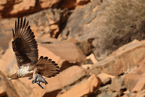 Habichtsadler (Aquila fasciata)