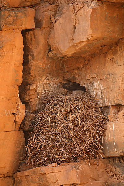 Habichtsadler (Aquila fasciata)