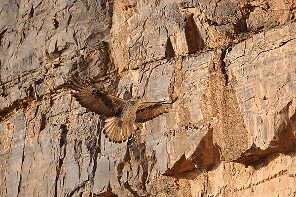 Habichtsadler (Aquila fasciata)