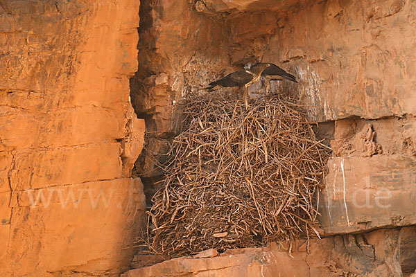 Habichtsadler (Aquila fasciata)