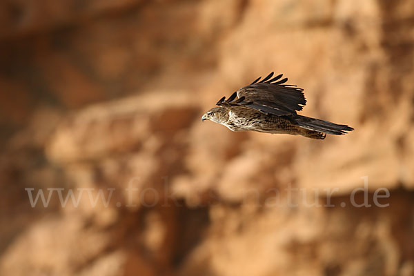 Habichtsadler (Aquila fasciata)