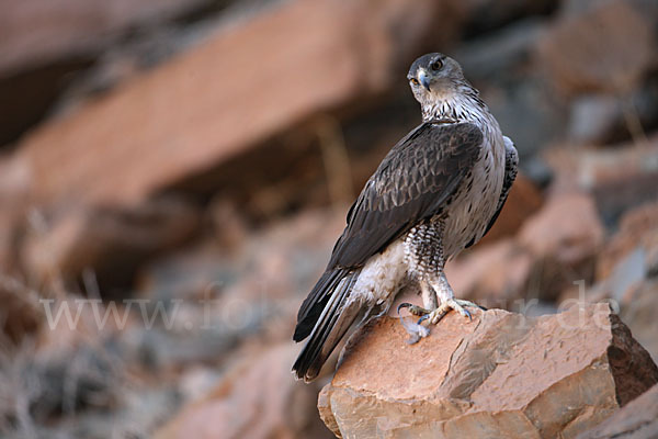 Habichtsadler (Aquila fasciata)