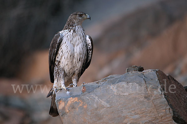 Habichtsadler (Aquila fasciata)