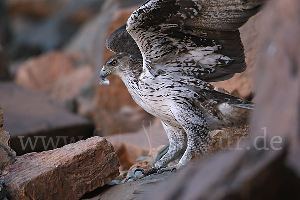 Habichtsadler (Aquila fasciata)