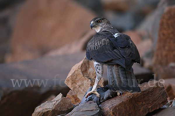 Habichtsadler (Aquila fasciata)