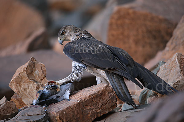 Habichtsadler (Aquila fasciata)