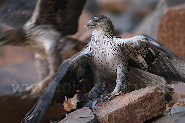 Habichtsadler (Aquila fasciata)