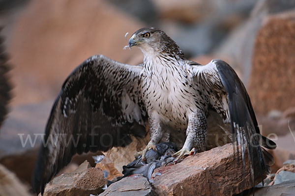 Habichtsadler (Aquila fasciata)