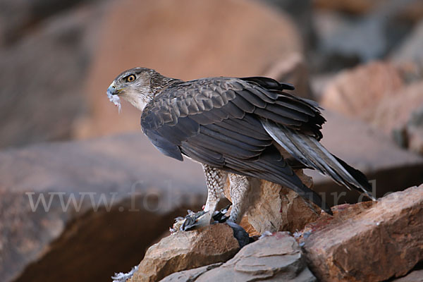 Habichtsadler (Aquila fasciata)