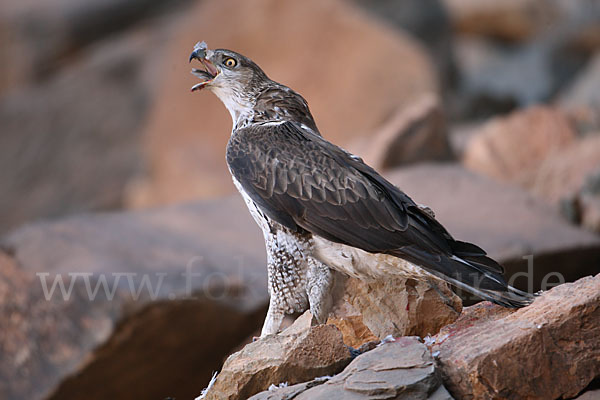 Habichtsadler (Aquila fasciata)