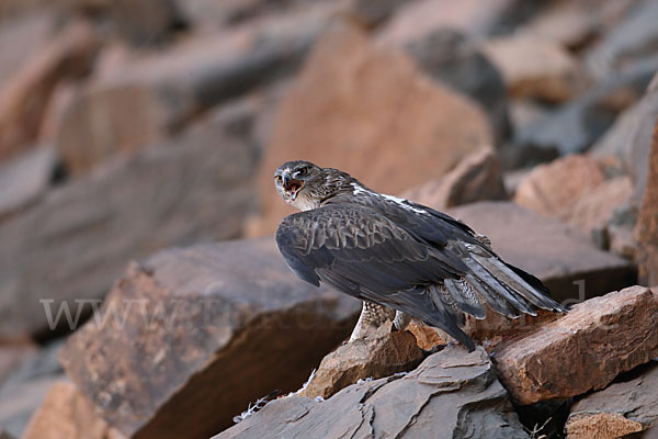 Habichtsadler (Aquila fasciata)