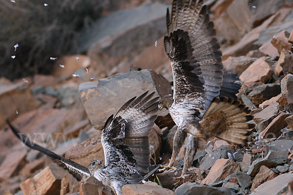 Habichtsadler (Aquila fasciata)