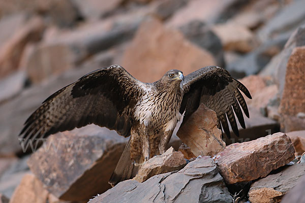 Habichtsadler (Aquila fasciata)