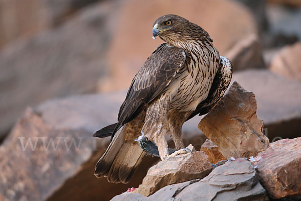 Habichtsadler (Aquila fasciata)