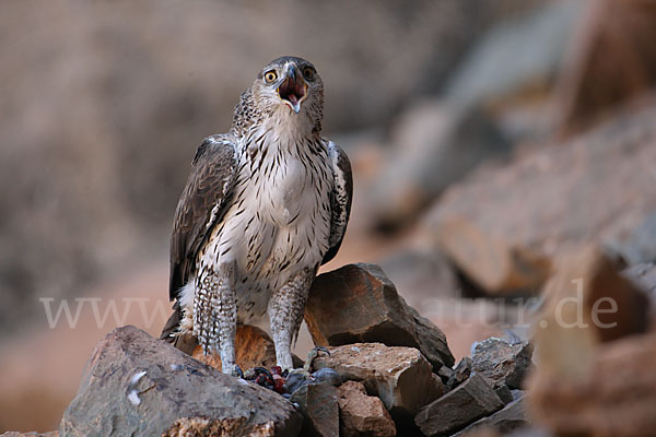 Habichtsadler (Aquila fasciata)