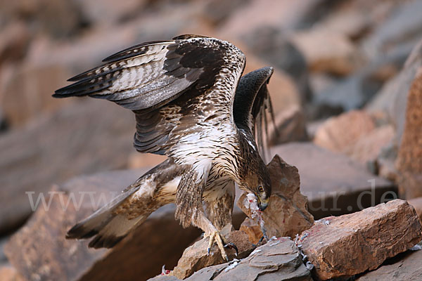 Habichtsadler (Aquila fasciata)