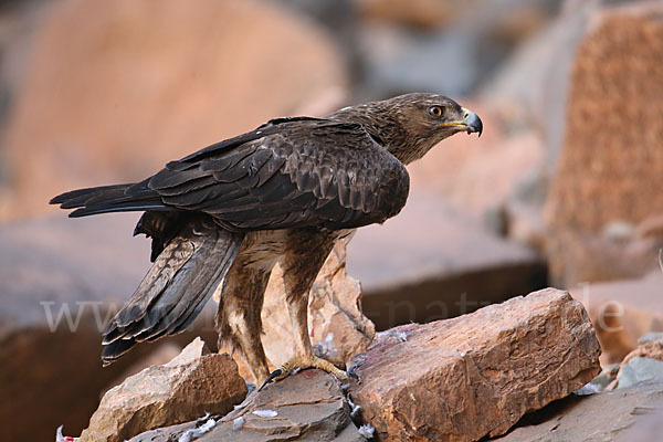 Habichtsadler (Aquila fasciata)