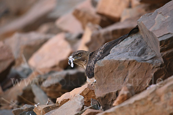 Habichtsadler (Aquila fasciata)