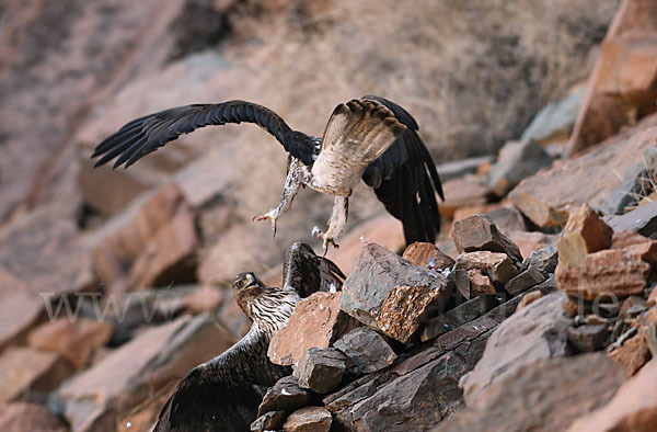 Habichtsadler (Aquila fasciata)