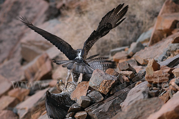 Habichtsadler (Aquila fasciata)