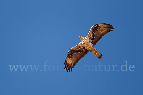 Habichtsadler (Aquila fasciata)