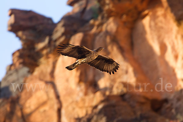 Habichtsadler (Aquila fasciata)