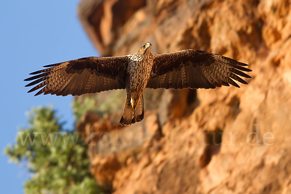 Habichtsadler (Aquila fasciata)