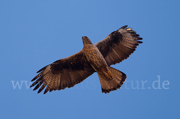 Habichtsadler (Aquila fasciata)