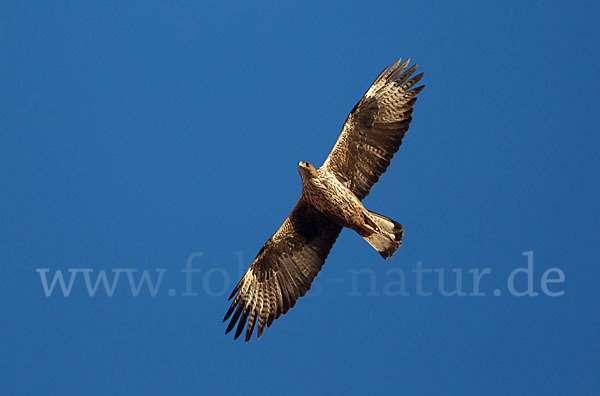 Habichtsadler (Aquila fasciata)