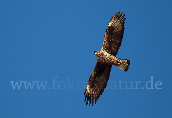 Habichtsadler (Aquila fasciata)