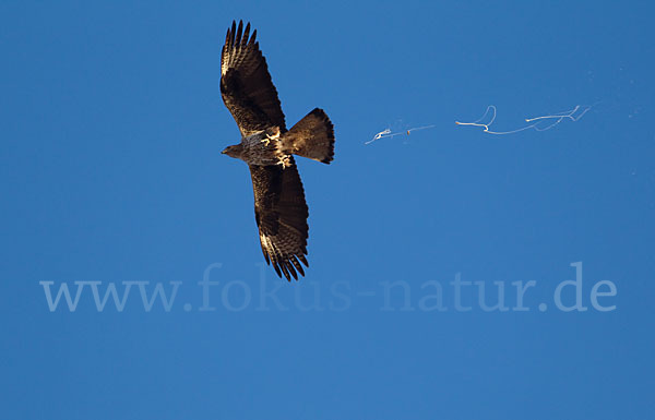 Habichtsadler (Aquila fasciata)