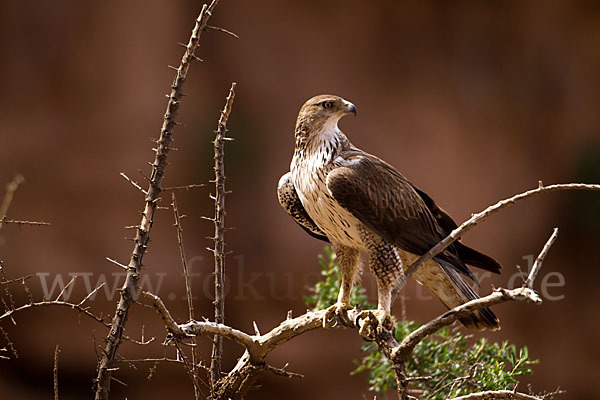 Habichtsadler (Aquila fasciata)