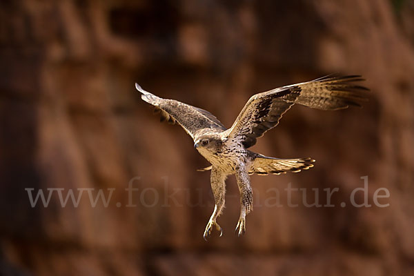 Habichtsadler (Aquila fasciata)