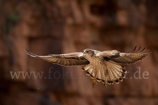 Habichtsadler (Aquila fasciata)