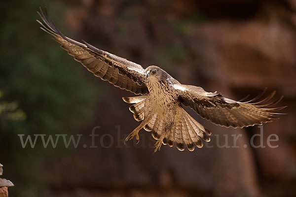 Habichtsadler (Aquila fasciata)