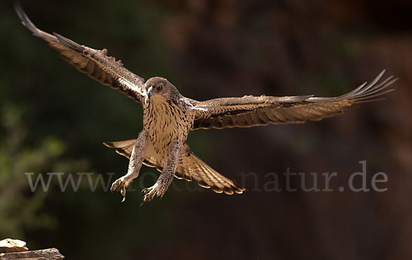 Habichtsadler (Aquila fasciata)