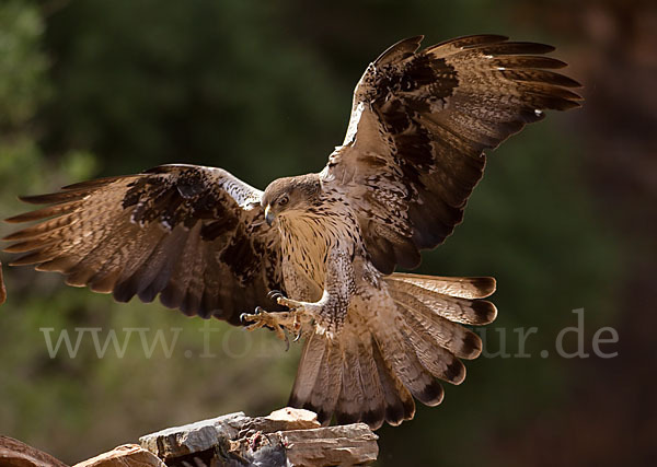 Habichtsadler (Aquila fasciata)