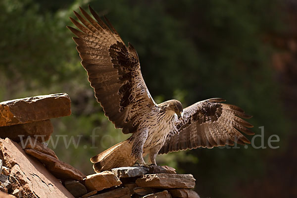 Habichtsadler (Aquila fasciata)