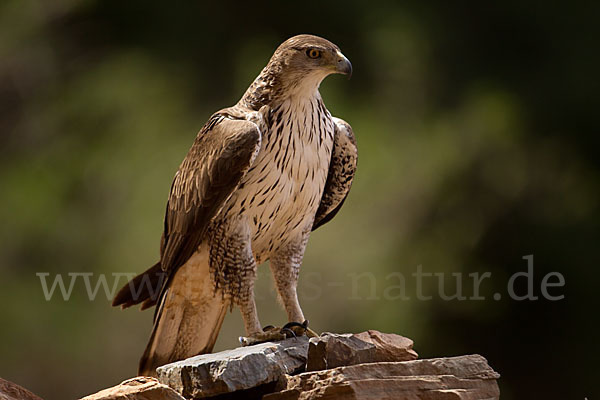 Habichtsadler (Aquila fasciata)